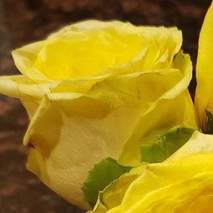 Meet your Posher, Lori